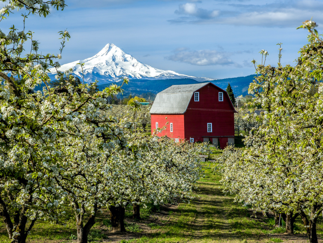 A red barn in a field of blooming trees with snow-capped Mt. Hood in the background.