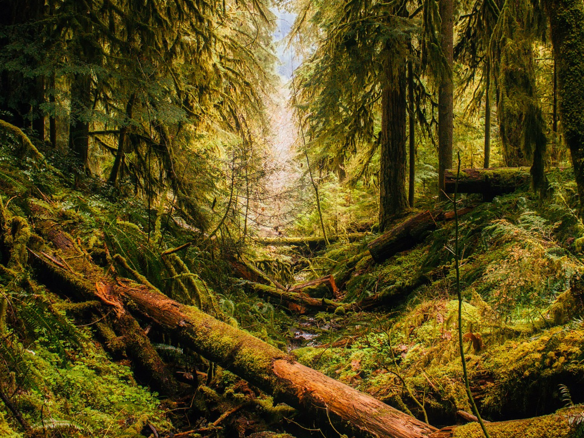 Moss-covered forest with fallen trees.