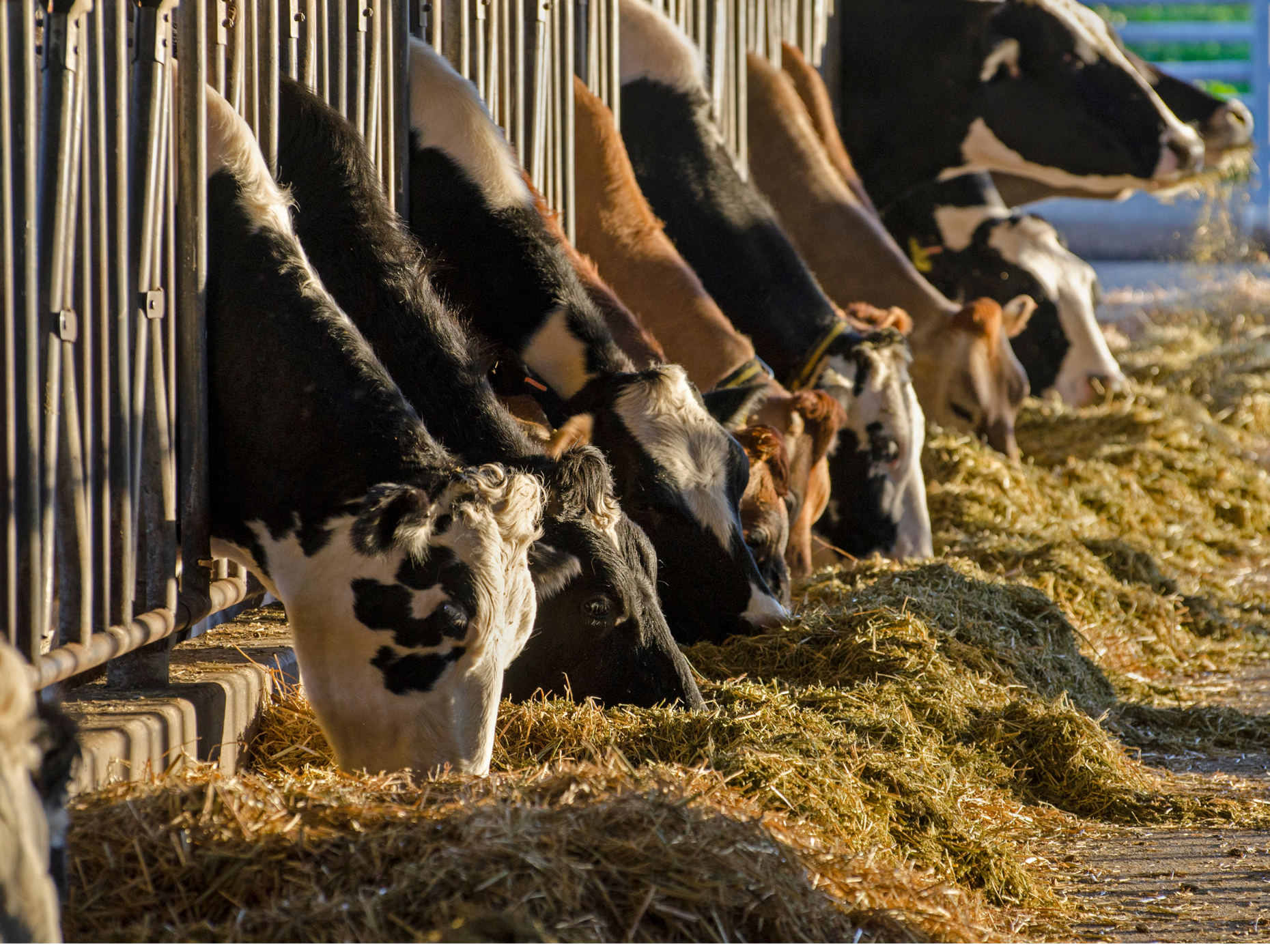 Cows feeding in a row at a dairy farm.